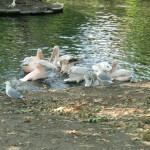 flamingos_bei_der_fuetterung_1605714873